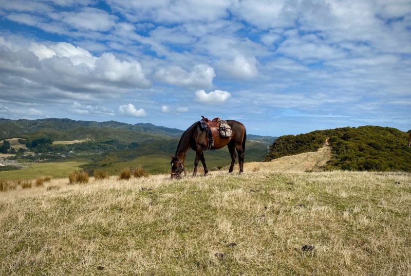 Buying My First Home In Nz