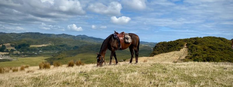 Buying A Lifestyle Block Nz