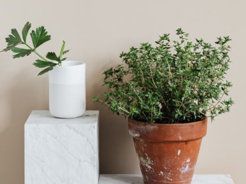 Shop Home and Garden Decor Online Fast Home Delivery